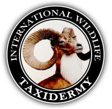 International Wildlife Taxidermy